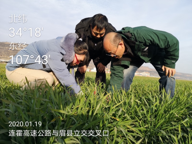 在陕西宝鸡标记条锈病植株.jpg